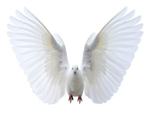 Obraz premium A pristine white bird, wings outstretched, in full flight