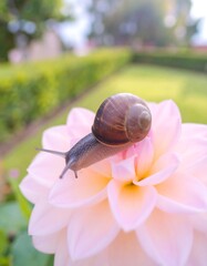 Snail on a pink dahlia
