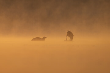 A golden, foggy environment surrounds water birds at the lake in the early morning. Suitable for wallpaper and background.