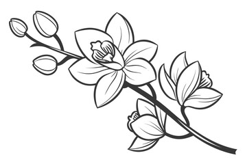 Orchid Flower Elegant Style  Vector Illustration   (1) Vector Illustration