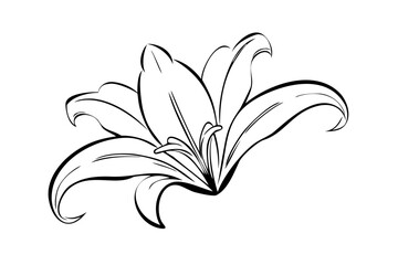 Lily Flower With Soft Curves  Vector Illustration  (1) Vector Illustration