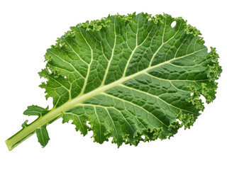 Kale leaf isolated on transparent background