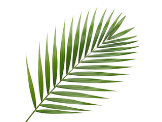 Green palm leaf isolated on transparent background