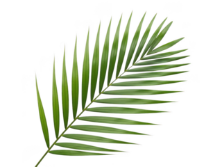 Green palm leaf isolated on transparent background