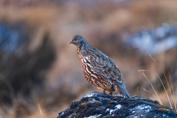 Snow Partridge standing on a stone in a high-altitude Himalayan landscape, showing cryptic plumage adapted to rocky terrain. A rare mountain gamebird captured in the wild.
