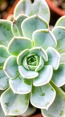 Succulent rosette close-up