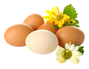 A close-up shot of several brown eggs, with a single white egg in the center, arranged with yellow and white flowers and green leaves