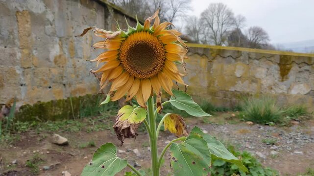 Close-up of sunflowers on the wall