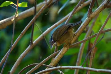 Gray-throated Babbler perched on a branch in natural forest habitat, showing soft brown plumage and a distinctive gray throat. A small passerine bird captured in the wild.