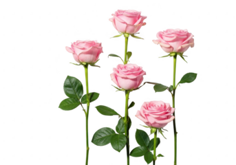 Five delicate pink roses arranged against a dark background