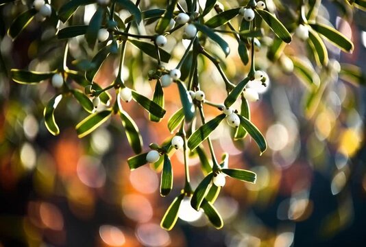 Captivating mistletoe branches sway gently against a vibrant bokeh background, a botanical dream