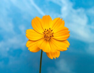 Close-up of a vibrant yellow flower with textured petals against a blue sky