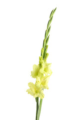 Beautiful Yellow Gladiolus Flower White