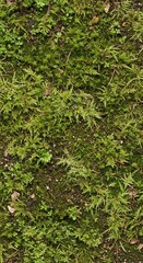 Verdant moss carpet a natural texture with vibrant green hues and earthy undergrowth