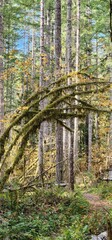 Fototapeta premium trees in the forest