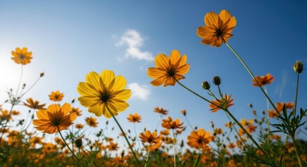 Vibrant cosmos flowers reach for the sky, basking in the warm sunlight and gentle breeze