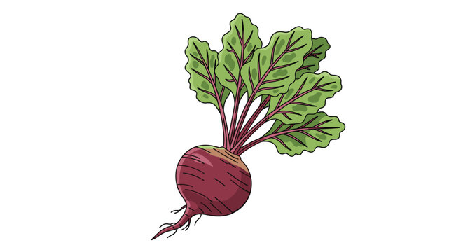 Freshly harvested red beetroot with lush green leaves and roots, depicted in a detailed illustration on a clean white background.
