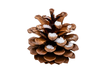 Single pine cone with snow on scales against a grey background