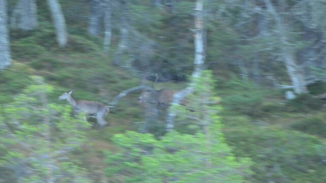 Handheld shot of red deer stag roaring and chasing hind during rutting season in Norwegian forest
