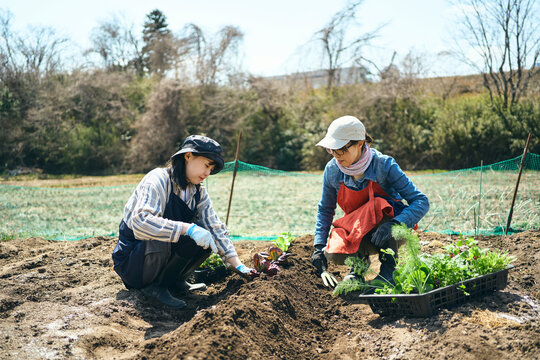 家庭菜園で会話をしながら作業をする
女性達