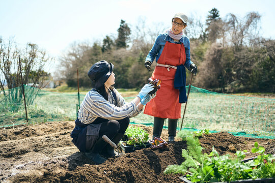 畑で鍬を使って作業する女性達