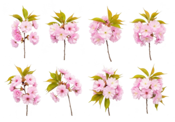 Eight delicate pink cherry blossom sprigs against a black background