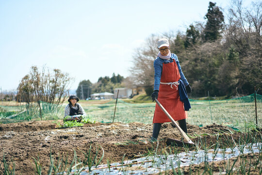 畑で鍬を使って作業する女性達