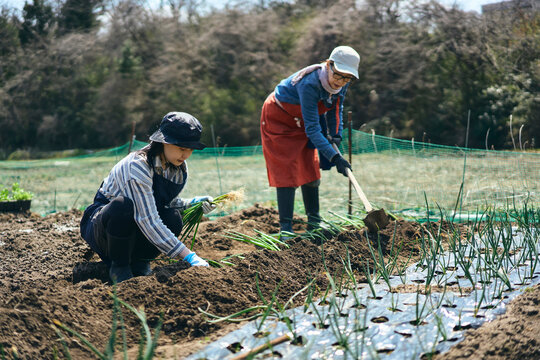 畑で鍬を使って作業する女性達