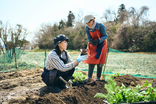 畑で野菜の苗を植える女性達