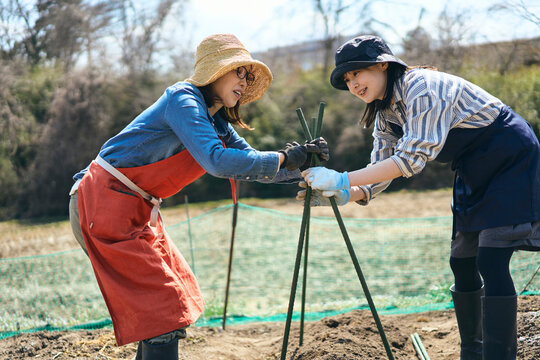 家庭菜園で支柱を立てて作業する女性達