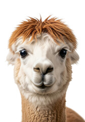 Fototapeta premium Close-up of adorable alpaca with soft brown and white fur on black background