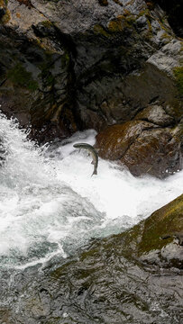 Salmon Jump
