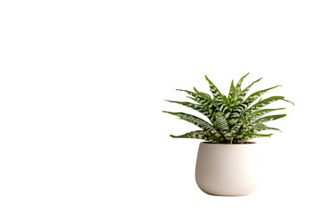 Displaying a lush green plant in a minimalist home setting indoor decor soft lighting modern viewpoint