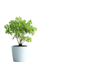 Indoor plant care tips for beginners minimalist home guide serene environment close-up green living