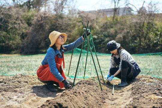 家庭菜園で支柱を立てて作業する女性達