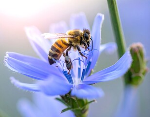 Bee collecting pollen from a delicate, light blue flower