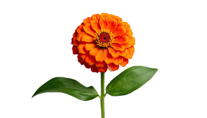 Vibrant orange flower with green stem and leaves against a black backdrop