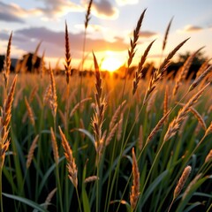 Tranquil Sunset Over Golden Grasslands with Soft Clouds and Warm Light in a Serene Landscape