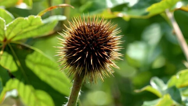 Detailed 4K macro stock footage of singular unique spiky seed pod notable for its extremely sharp thorns and unusual surface texture prominently displayed against backdrop of vibrant lush green
