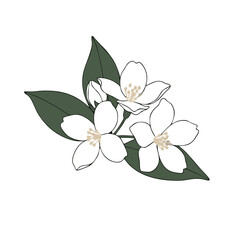 A spring floral illustration featuring a jasmine flower blossom and green leaf design element isolated on white for a garden nature card