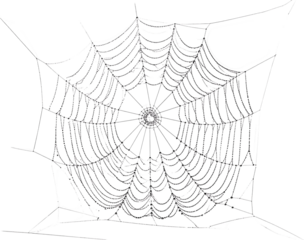 A close-up view of a perfectly spun web, showcasing the intricate details of radial and spiral threads. The delicate structure glistens with a minimalist style