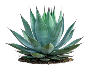 A close-up view presents a vibrant green succulent with sharp, dark-tipped leaves, spread symmetrically, against a pure black background