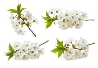 Four sprigs of delicate white cherry blossoms against a black background