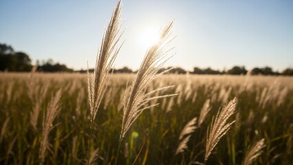 Golden wheat field at sunset with sun shining through plants