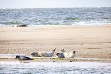Eierland, De Cocksdorp, Texel, The Netherlands, Oktober 28th, 2024, Seals peacefully relaxing on a beautiful sandy beach by the ocean where gentle waves meet the sand