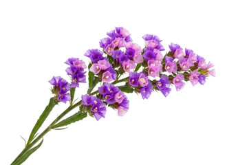 Obraz premium Delicate purple and pink flowers on a black background