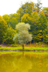 autumn landscape with trees and leaves