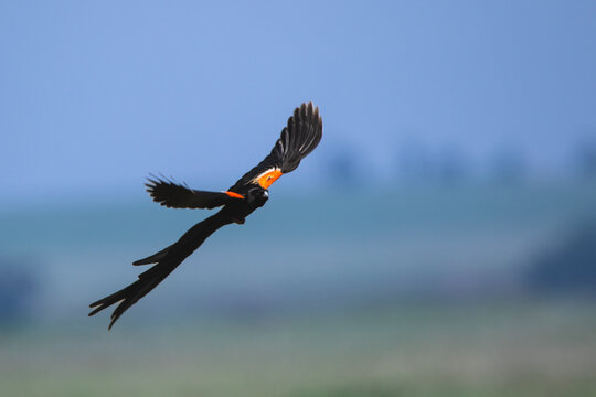 South African birds - Male long-tailed widowbird in flight in the Highveld skies of South Africa