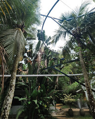 Low angle view of people on the zip coaster in a tropical jungle in Malaysia.