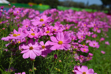 Pink cosmos flowers blooming in a sunny garden.